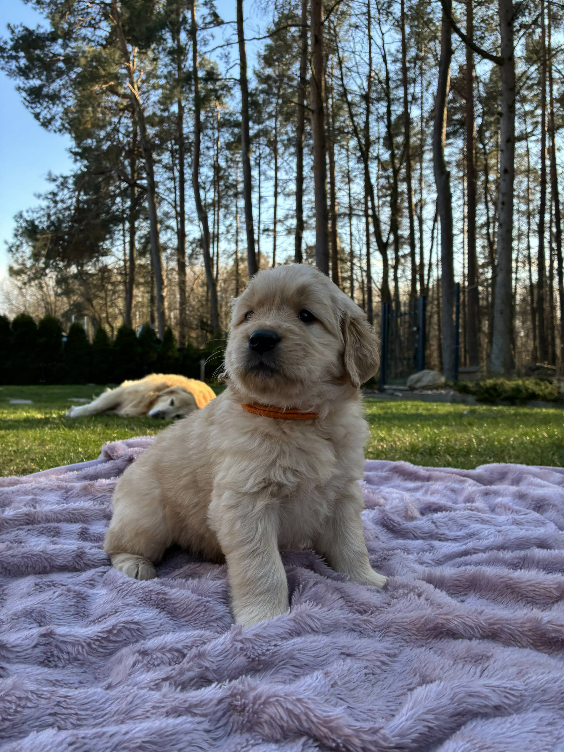 Buba